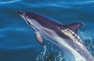Marine Life Photography Prints Drucke: Striped Dolphin