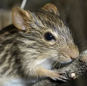 Pat Morris Photography Drucke: Striped Grass Mouse