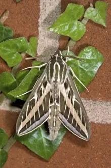 Nature Photography Prints Online Drucke: Striped Hawk Moth