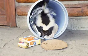 Unique Animal Photography Prints Drucke: Striped Skunk - at dustbin