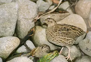 Australian Native Birds Images Drucke: Stubble Quail - with chick