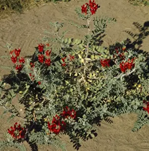 Australian Flowers Drucke: Sturts Desert Pea