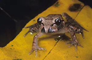 Australian Frogs Drucke: Stuttering frog