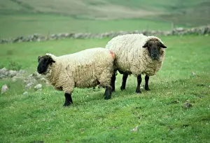 Schafe Drucke: Suffolk Rind