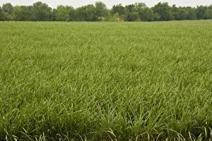 Edible Plants Drucke: Sugar Cane