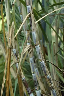 Close Up Plant Photography Drucke: Sugar Cane - stalks