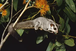 Australian Native Animals Drucke: Sugar Glider