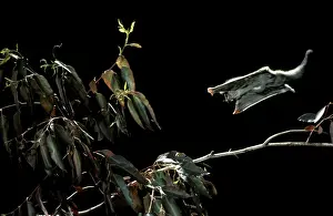 Australian Wildlife Pictures Drucke: Sugar glider - gliding JPF19237