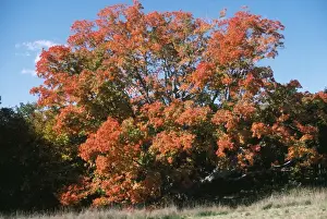 Personal Display Artwork Drucke: Sugar Maple
