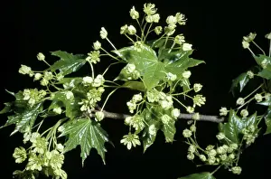 White Flowering Trees Drucke: Sugar Maple - flowers