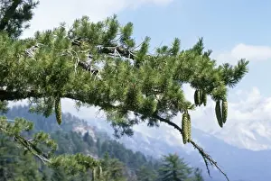 Evergreen Tree Photography Drucke: Sugar Pine