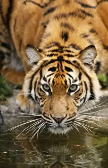 Drucke von USH-995 Sumatra-Tiger - Näherung zum Gesicht beim Trinken von Wasser Panthera tigris sumatrae Duncan Usher Bitte beachten Sie Sumatra-Tiger Drucke: Sumatra-Tiger - Porträt
