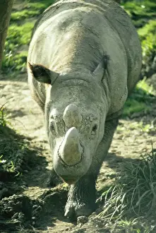 Unique Animal Wall Art Drucke: Sumatrian Rhino