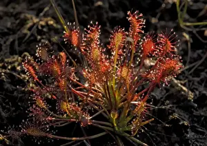 Sundew