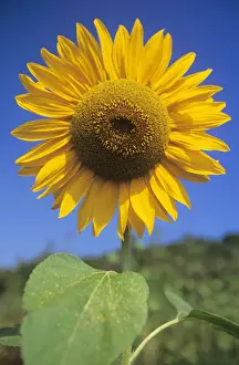 Botanical Garden Images Drucke: Sunflower