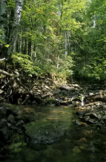 Mixed Forest Ecosystem Drucke: Sunlight on small stream in a forest