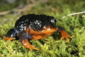 Australian Frogs Drucke: Sunset frog