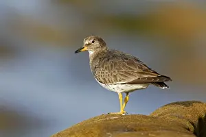 Personal Display Art Prints Drucke: Surfbird