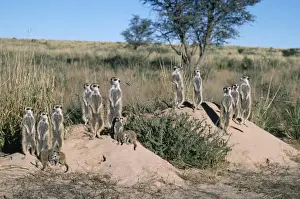 Meerkat-Familie / Surikate - Sonnensitten im ersten Licht des Kaltaharis, Afrika