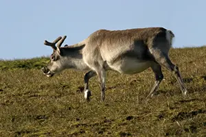 Limited Edition Wildlife Prints Drucke: Svalbard Reindeer
