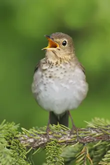 Nature Prints For Home Decor Drucke: Swainson's Thrush