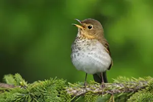 Nature Photography Artwork Drucke: Swainson's Thrush - singing