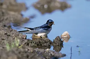 Chris Knights Photographer Drucke: Swallow