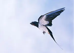 Insect Eating Birds Drucke: Swallow In flight