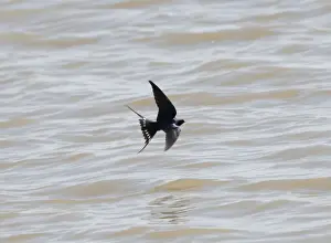 Nature Prints For Home Decor Drucke: Swallow - flying over water