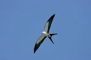 Wildlife Photography Prints Drucke: Swallow-tailed Kite