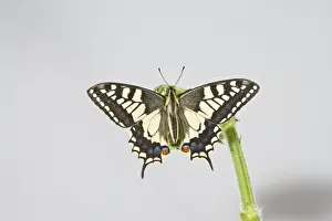 Butterfly Conservation Images Drucke: Swallowtail 005681