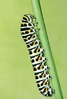 Papilio Machaon Images Drucke: Swallowtail Butterfly - larvae