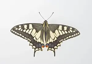 White Background Butterflies Drucke: Swallowtail - on white background 005473