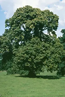 Castanea Sativa Images Drucke: Sweet Chestnut
