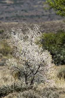 African National Park Scenery Drucke: Sweet thorn bush showing the formidable array of thorns