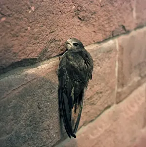 Swift Bird Drucke: Swift - clinging to brick wall