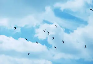 Schnell mehrere im Flug