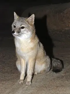 Endangered Species Artwork Drucke: Swift Fox