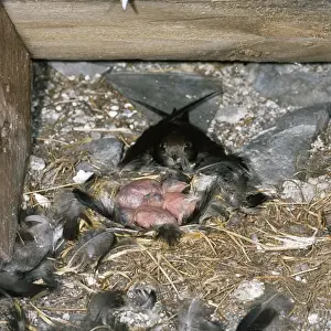 Schnell - im Nest mit jungen Vögeln