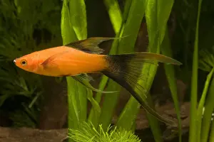 Swordtail