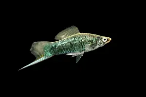 Drucke von BB-674 Schwanznadelkarpfen (Xiphophorus helleri) von Brian Bevan Bitte beachten Sie, dass Drucke nur für persönliche Anzeigezwecke gedacht sind und irgendeine Form der Wiedergabe nicht erlaubt ist Schwertträger Drucke: Schwanzfisch