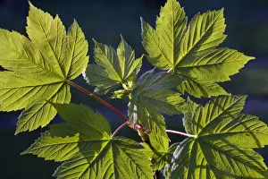 Maple Tree Leaves Drucke: Sycamore / Maple leaves