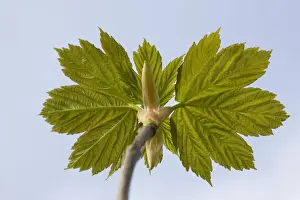 Sycamore Maple Tree Drucke: Sycamore Maple Tree - leaves in spring