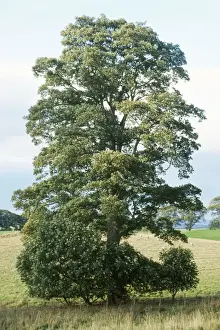 European Trees Drucke: Sycamore Tree