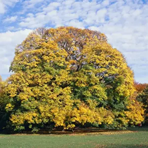 Personalized Home Decor Prints Drucke: Sycamore Tree - Autumn, sequence 3 of 4
