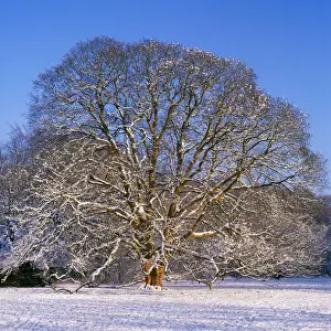Winter Woodland Scenes Drucke: Sycamore Tree - winter, sequence 4 of 4