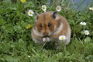 John Daniels Wildlife Photos Drucke: Syrian Hamster
