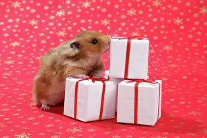 Syrischer Hämster mit Weihnachtsgeschenken