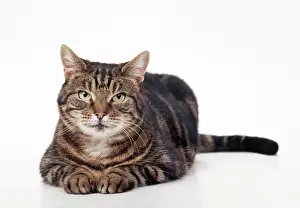 Tabby Cat Pictures Drucke: Tabby Cat