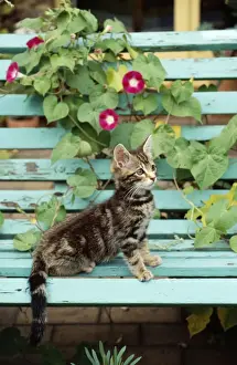 Ardea London Prints Drucke: Tabby Cat - kitten on bench